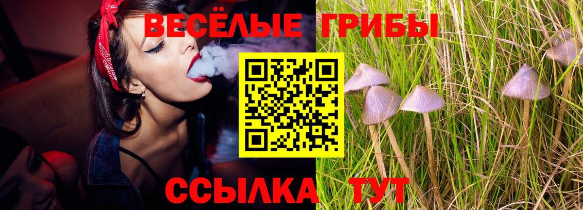 Алатырь  Галлюциногенные грибы Psilocybe  Вход с VPN 